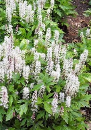 TIARELLA Pink Skyrocket